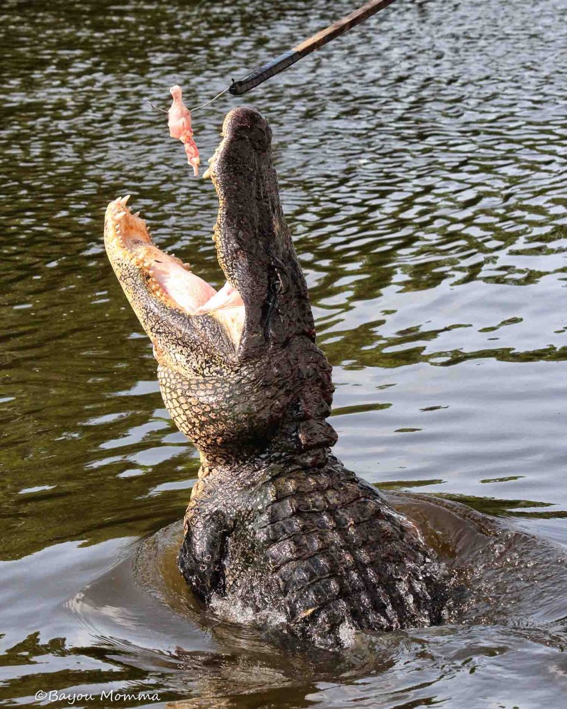 Alligator2